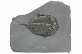 Dalmanites Trilobite Fossil - New York #219900-1